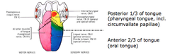 Anterior vs. Posterior Tongue