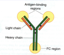 Antibodies