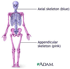 APPENDICULAR SYSTEM  support and movement: the musculoskeletal system