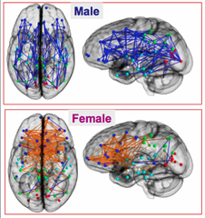 Are male and female brains different?