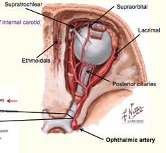 Arteries of the Orbital Cavity