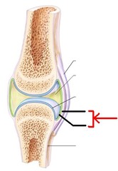 articular capsule