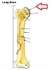 articular cartilage