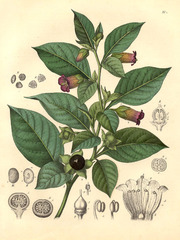 Atropa belladonna: common name and origin