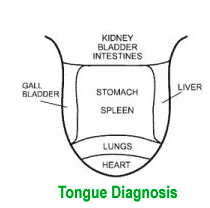 Based on the correlation of specific organ systems, where is each organ system reflected?