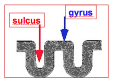 Basic Construct of Cerebrum