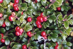 Bearberry: description and origin