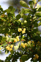 Berberis vulgaris: Common name and plant description