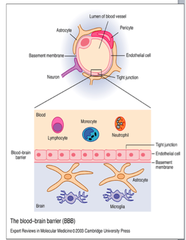 Blood-Brain Barrier