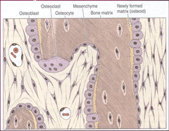 Bone Cell Types