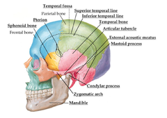 Bone Of Intratemporal Fossa