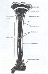 Bone: Periosteum and Endosteum