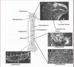 Bone Terms