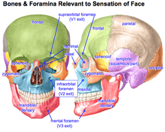 Bones & Foramina Relevant to Sensation of Face