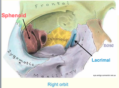 Bones of the Orbit