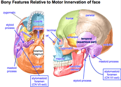 Bony Features Relative to Motor Innervation of Face