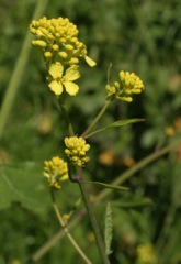 Brassica nigra: Common name and plant description