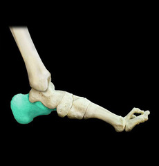 calcaneus