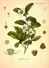 Camellia sinensis: Common name and compound