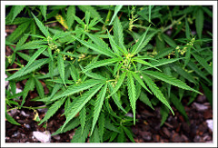 Cannabis Sativa: Common name and plant description