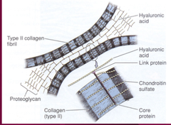 Cartilage: Extracellular Matrix