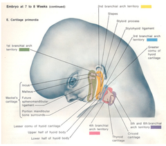 Cartilage of Pharyngeal Arches