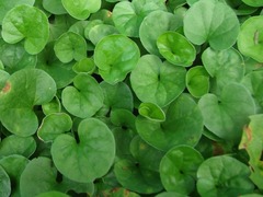 Centella asiatica