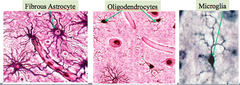 Central neuroglia