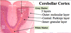 Cerebellar Cortex