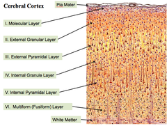 Cerebral Cortex (Transverse Section)