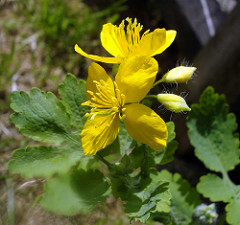 Chelidonium majus: Origin