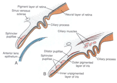 Ciliary Body & Iris Development