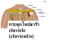 clavicul/o