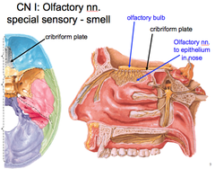 CN I: Olfactory Nerve