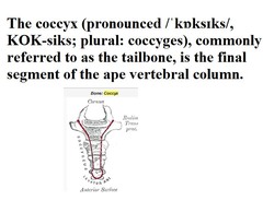 coccyg/o