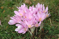 Colchicum autumnale: Common name and plant description