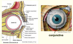 Conjuctiva