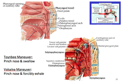 Connectivity to Middle Ear