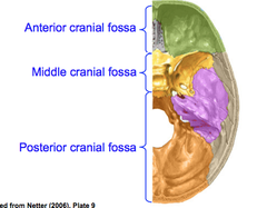 Cranial Fossae