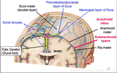 Cranial Meninges