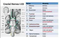 Cranial Nerves I-XII