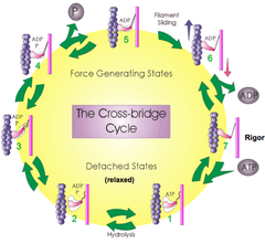 Cross-Bridge Cycling