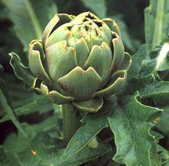 Cynara scolymus: Common name, plant description, chemical compound