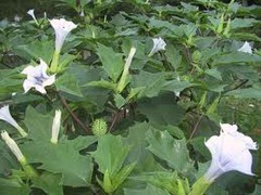 Datura stramonium: common name and description