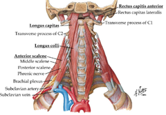 Deep muscles of the neck