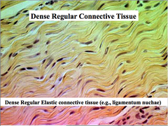 dense regular connective tissue
