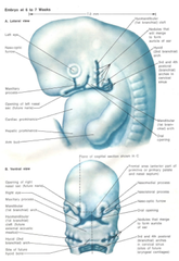 Derivatives of Facial Primordia