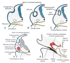 Development of Internal Ear