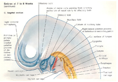 Development of the Palate