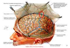 Dural Sinuses - Venous Drainage